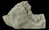 Devonian Horn Coral - New York #70262-2